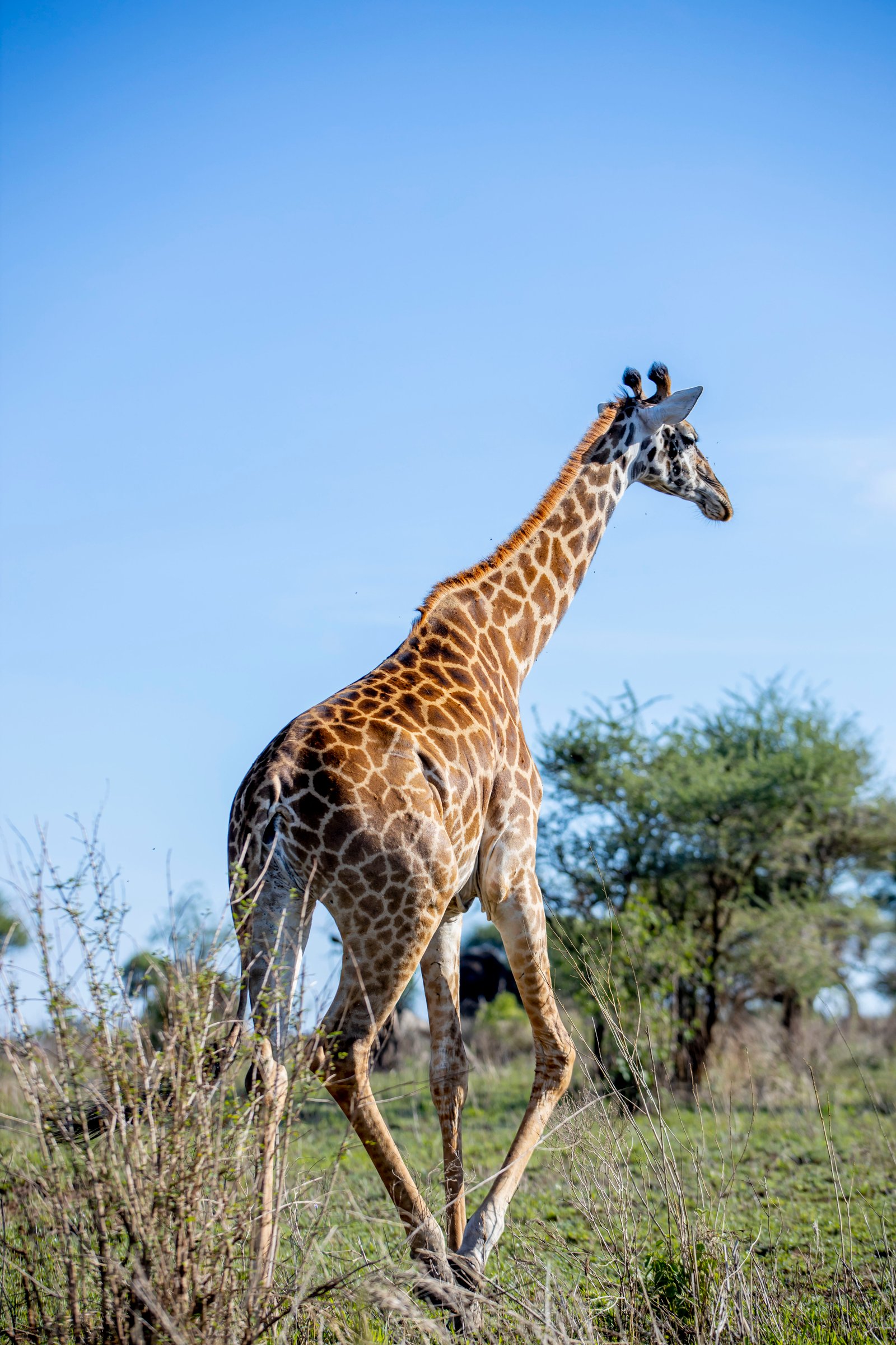 Kenya safari guide wildlife experience