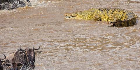 Serengeti safari Tanzania